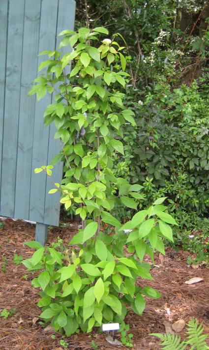 Sweet Shrub